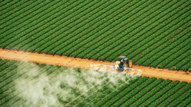Best Affordable Exterminators  in Rossville, TN