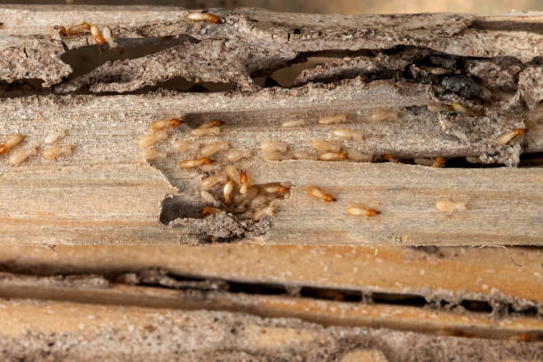 Best Affordable Pest Control Services  in Rossville, TN
