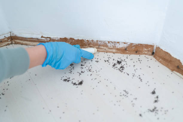 Best Termite Control Services  in Rossville, TN